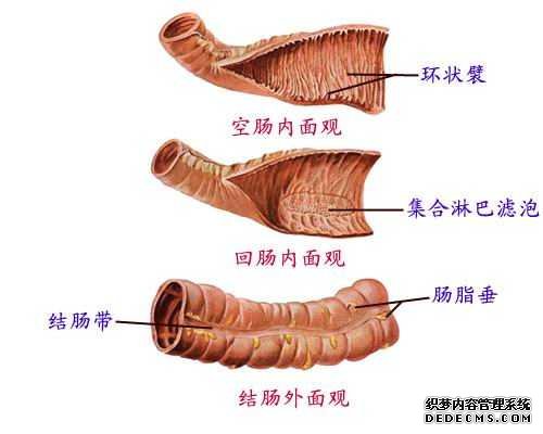 直腸炎